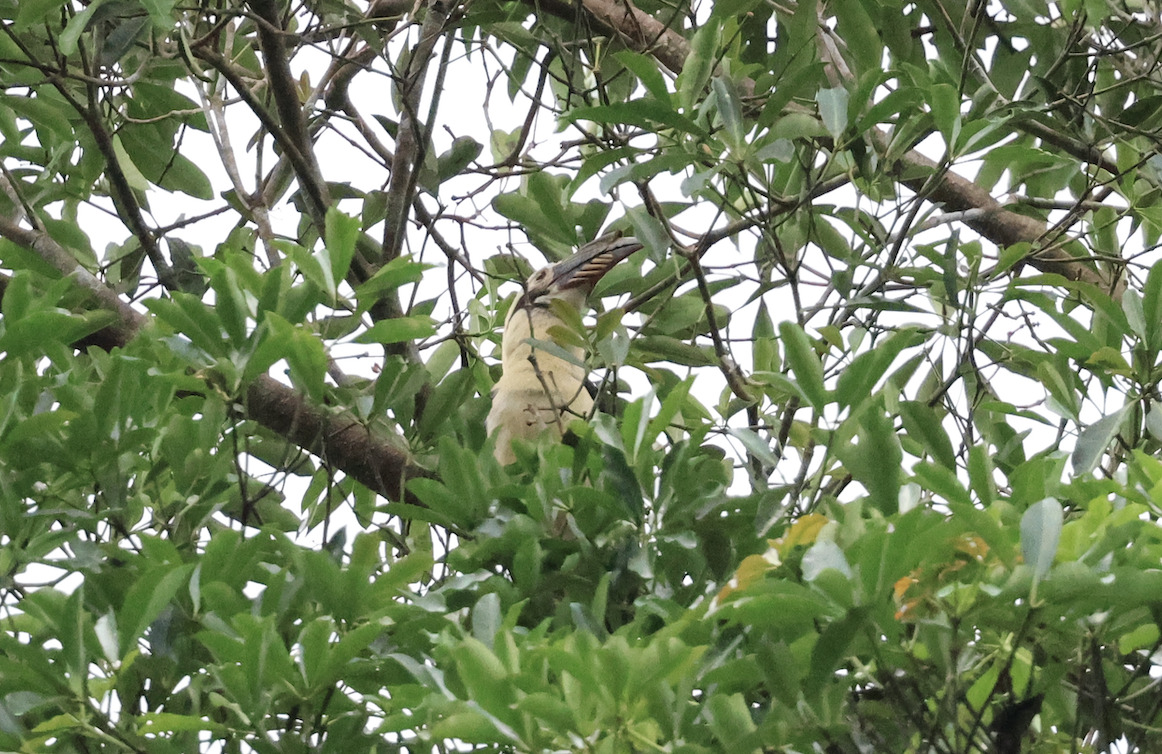Samar Hornbill (Penelopides samarensis), photo 2