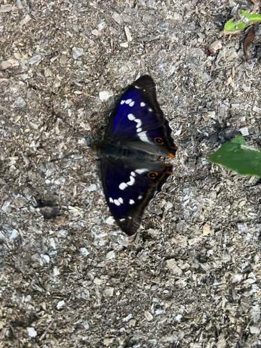 Purple Emperor