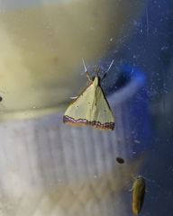 Autocharis hedyphaes