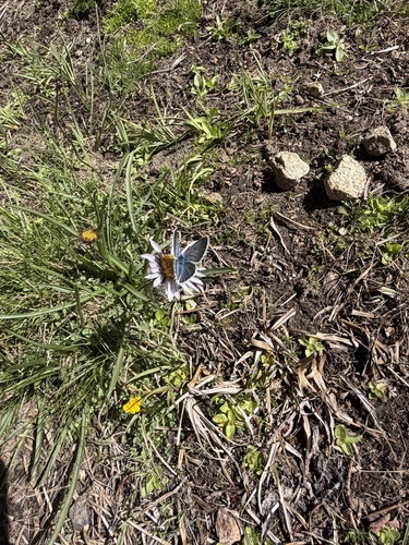 iNaturalist observation photo of Polyommatina