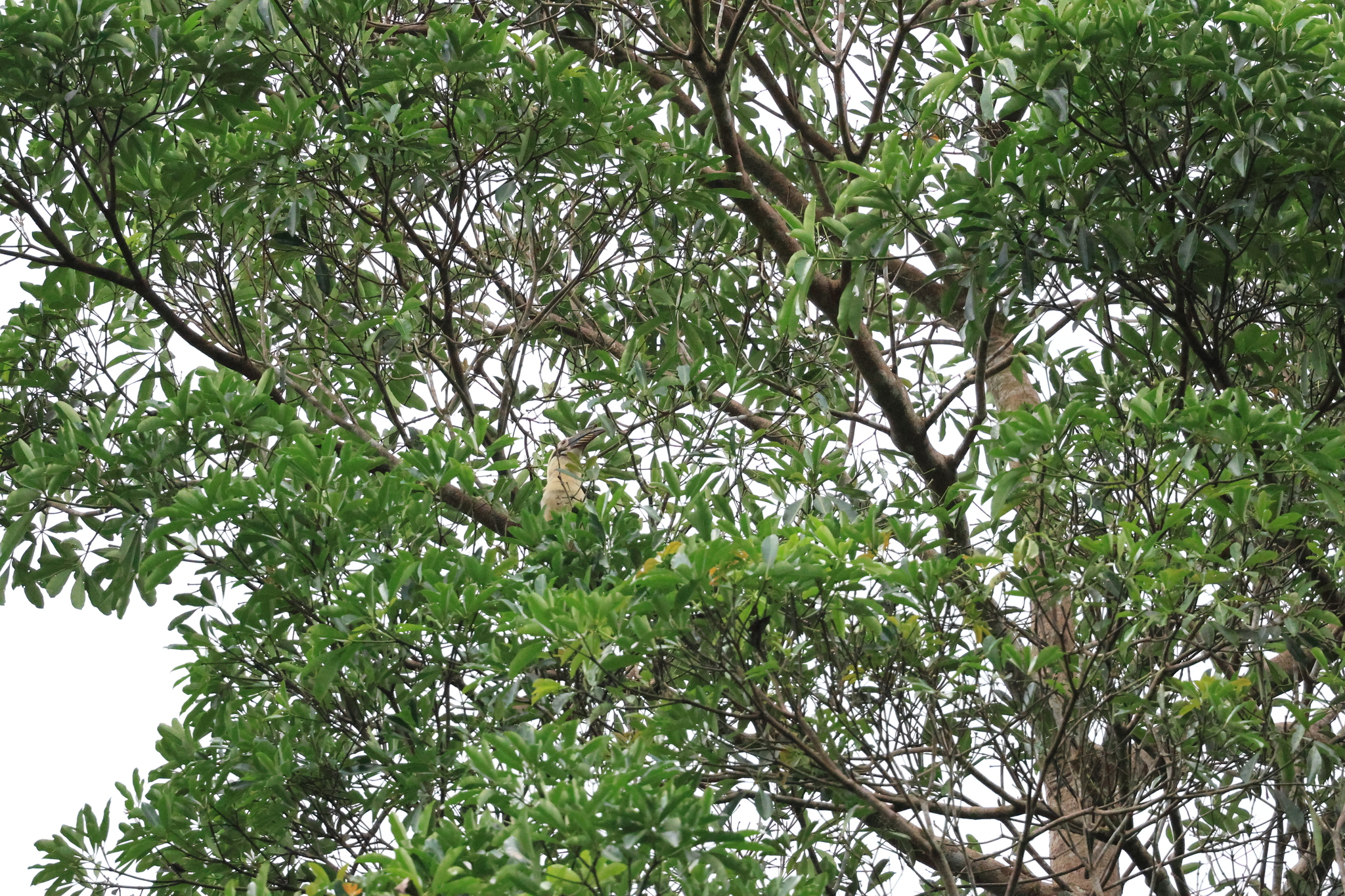 Samar Hornbill (Penelopides samarensis), photo 5