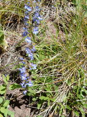 Penstemon albertinus