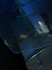 Sameodes cancellalis