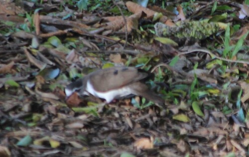 Tambourine Dove (Turtur tympanistria), photo 7