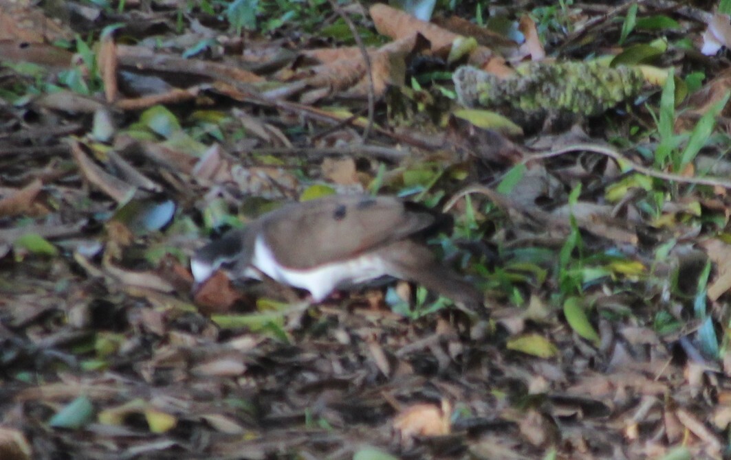 Tambourine Dove (Turtur tympanistria), photo 9