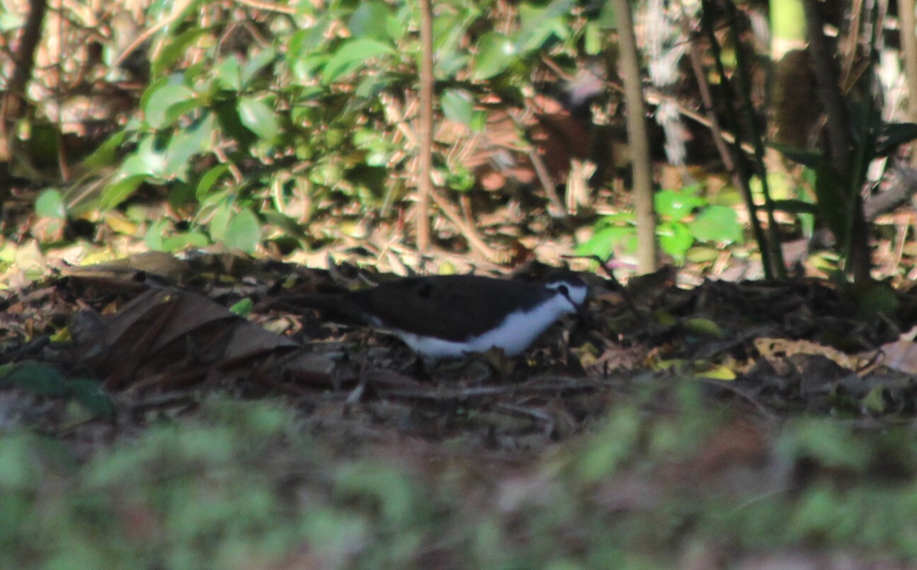 Tambourine Dove (Turtur tympanistria), photo 10