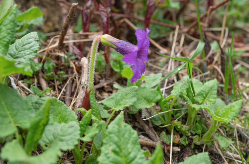 Omphalogramma delavayi, photograph 3