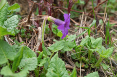 Omphalogramma delavayi, photograph Morten Ross, CC BY, iNaturalist via GBIF