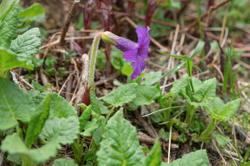 Omphalogramma delavayi, photograph 4