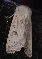 Orthosia gracilis