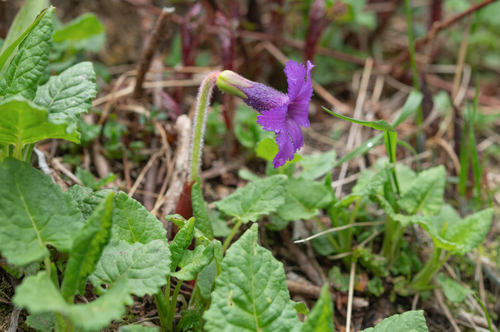 Omphalogramma delavayi, photograph 5