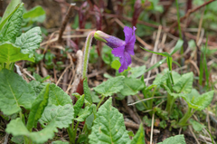 Omphalogramma delavayi, photograph Morten Ross, CC BY, iNaturalist via GBIF
