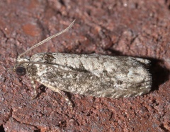 Gretchena concubitana