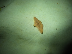 Homodes bracteigutta