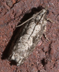 Gretchena concubitana