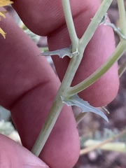 Malacothrix sonchoides