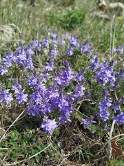 Veronica capsellicarpa