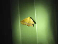 Xanthanomis fuscifrons