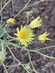 Malacothrix sonchoides