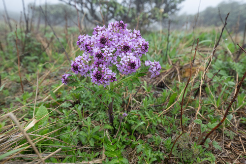 Megacarpaea delavayi, photograph 1