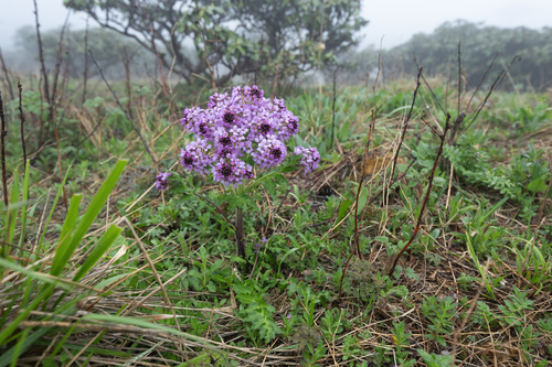 Megacarpaea delavayi, photograph 2