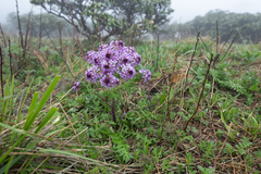 Megacarpaea delavayi, photograph Morten Ross, CC BY, iNaturalist via GBIF