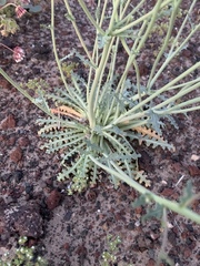 Malacothrix sonchoides