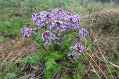 Megacarpaea delavayi