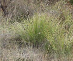 Mesomelaena tetragona