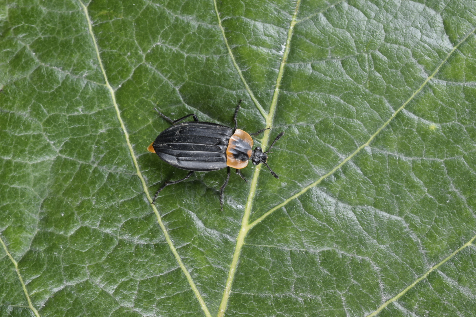 Staphylinidae image