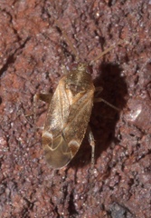 Hamatophylus guttulosus