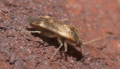 Hamatophylus guttulosus
