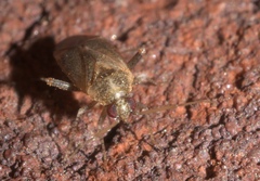 Hamatophylus guttulosus