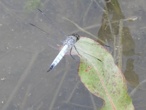 Deielia phaon