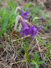 Omphalogramma delavayi