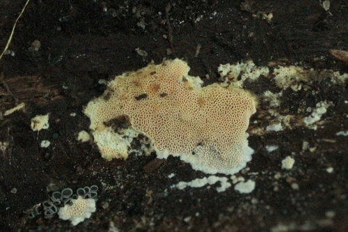 Junghuhnia nitida, 2026-06-06