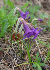 Omphalogramma delavayi, photograph Morten Ross, CC BY, iNaturalist via GBIF