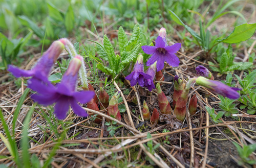 Omphalogramma delavayi, photograph 2
