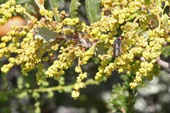 Callimoxys fuscipennis