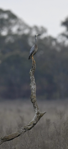 White-faced Heron