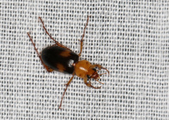 Phyllotocus bimaculatus