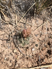 Sclerocactus wrightiae