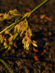 Cyperus surinamensis, photograph (c) chiuluan, some rights reserved (CC BY)