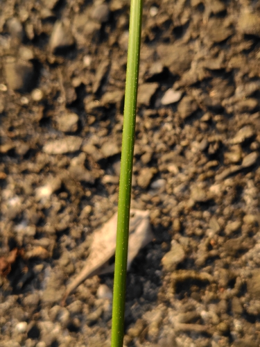 Cyperus surinamensis, photograph 5