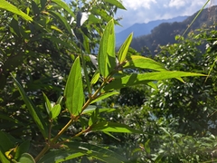 (c) vrxz, some rights reserved (CC BY-SA) Boehmeria densiflora, photograph (c) vrxz, some rights reserved (CC BY-SA)