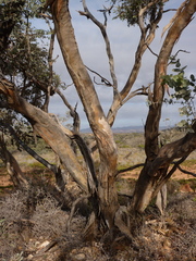 Eucalyptus gillii