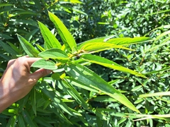 Boehmeria densiflora, photograph (c) vrxz, some rights reserved (CC BY-SA)