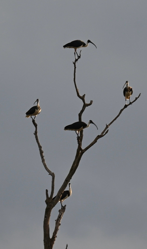 Straw-necked Ibis