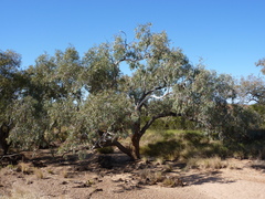 Eucalyptus coolabah