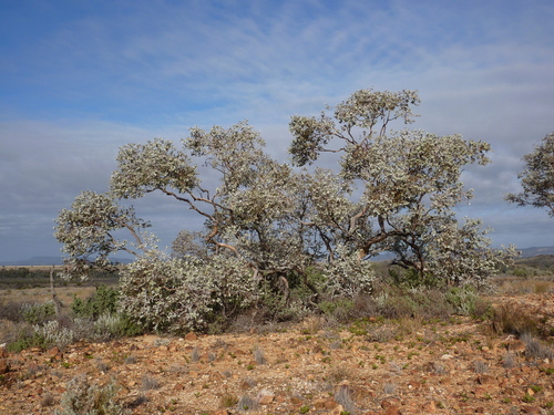 Eucalyptus gillii Maiden